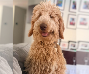 Mother of the Labradoodle mix (+ Poodle Standard) puppies born on 07/12/2026
