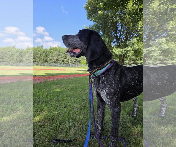 Medium Photo #3 Bluetick Coonhound-Unknown Mix Puppy For Sale in Crystal, MN, USA