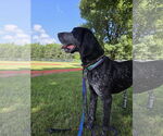 Small #2 Bluetick Coonhound Mix
