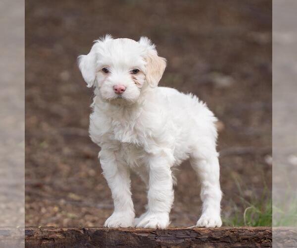 Medium Photo #3 Maltipoo (Miniature) Puppy For Sale in San Diego, CA, USA
