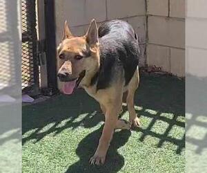 Shepradors Dogs for adoption in Rockwall, TX, USA