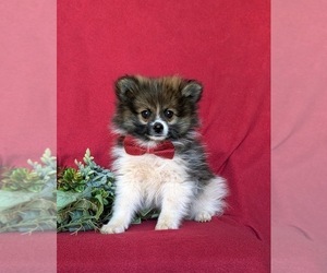 Pomeranian Puppy for sale in CHRISTIANA, PA, USA