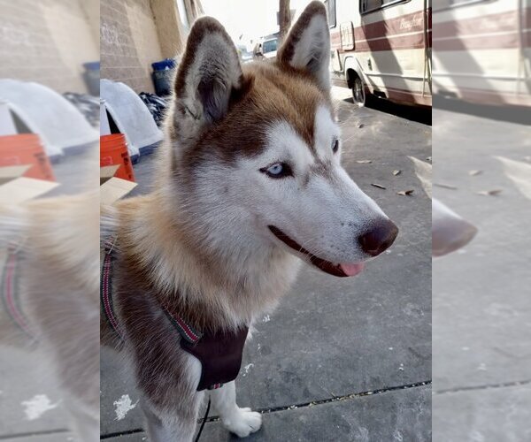 Medium Photo #2 Huskies -Siberian Husky Mix Puppy For Sale in Dana Point, CA, USA