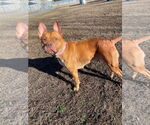 Small #4 American Pit Bull Terrier Mix