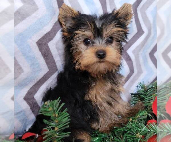 Medium Photo #5 Yorkshire Terrier Puppy For Sale in ARTHUR, IL, USA