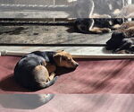 Small #23 Beagle-Chihuahua Mix