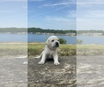 Image preview for Ad Listing. Nickname: Litter of 6