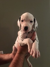 Dalmatian Puppy for sale in MAX MEADOWS, VA, USA