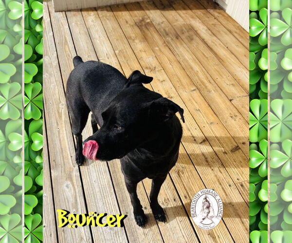 Medium Photo #2 Boxador Puppy For Sale in Red Lodge, MT, USA