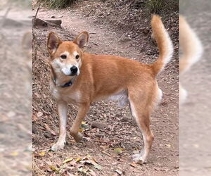 Mutt Dogs for adoption in Ventura, CA, USA