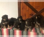 Small Photo #1 German Shepherd Dog Puppy For Sale in CURTISS, WI, USA