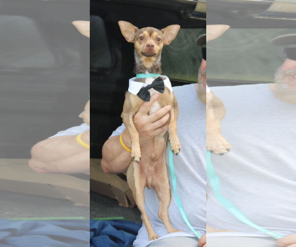 Medium Photo #4 Italian Greyhuahua Puppy For Sale in Bandera, TX, USA