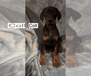 Doberman Pinscher Puppy for Sale in POMEROY, Ohio USA