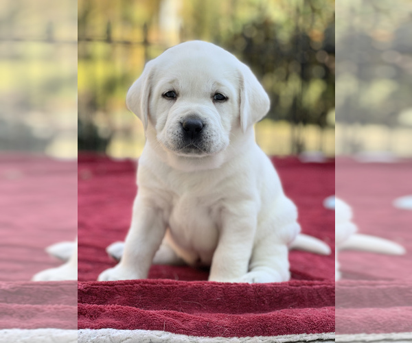 Medium Photo #3 Labrador Retriever Puppy For Sale in GLENDALE, CA, USA