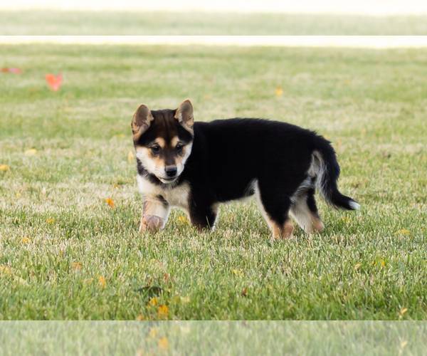 Medium Photo #11 Shiba Inu Puppy For Sale in MILLERSBURG, IN, USA