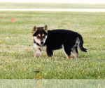 Small #10 Shiba Inu