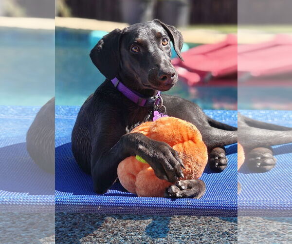 Medium Photo #15 Labrador Retriever-Unknown Mix Puppy For Sale in Fort Worth, TX, USA