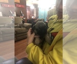 Small Photo #3 Pug Puppy For Sale in GOSHEN, IN, USA