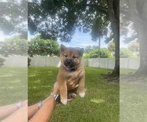 Shiba Inu Puppy for sale in VERO BEACH, FL, USA