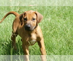 Small Photo #15 Rhodesian Ridgeback Puppy For Sale in CHOUDRANT, LA, USA