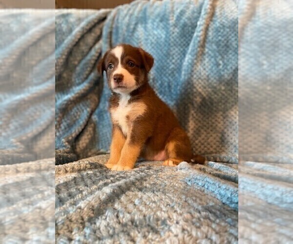 Medium Photo #3 Sheprador Puppy For Sale in BUCKEYE, AZ, USA