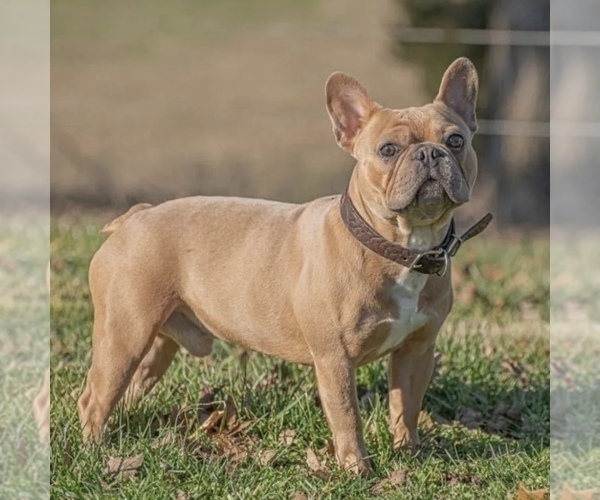 Medium Photo #1 French Bulldog Puppy For Sale in WEXFORD, PA, USA