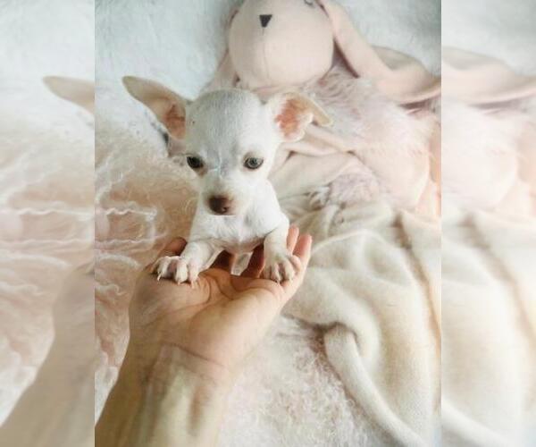 Medium Photo #12 Chihuahua Puppy For Sale in BEVERLY HILLS, CA, USA