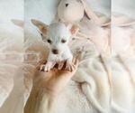 Small #11 Chihuahua