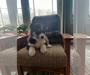 Siberian Husky Puppy for sale in AUBURN, NY, USA