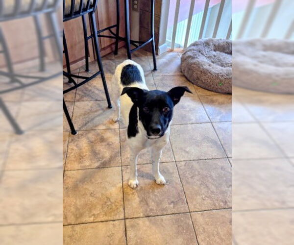 Medium Photo #4 Border Collie-Unknown Mix Puppy For Sale in Rockaway, NJ, USA