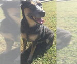 EVA - Female Mutt Dog for Adoption - Small photo