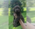 Puppy Puppy 6 purple Labrador Retriever