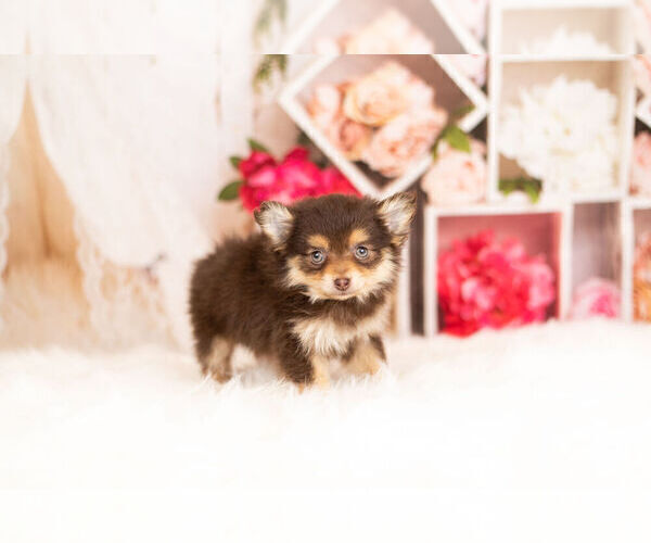 Medium Photo #3 Pom-A-Poo Puppy For Sale in WARSAW, IN, USA
