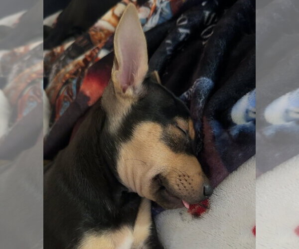 Medium Photo #5 Mutt Puppy For Sale in Brooklyn Center, MN, USA