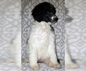 Poodle (Standard) Puppy for sale in LA JOLLA, CA, USA