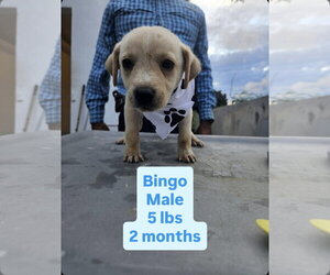 Chihuahua-Labrador Retriever Mix Dogs for adoption in Virginia Beach, VA, USA