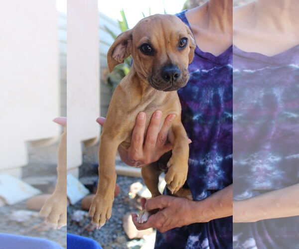 Medium Photo #3 Chiweenie Puppy For Sale in Imperial Beach, CA, USA