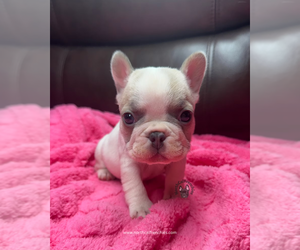 French Bulldog Puppy for sale in SACRAMENTO, CA, USA