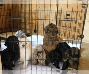 Chihuahua Litter for sale in RALEIGH, NC, USA