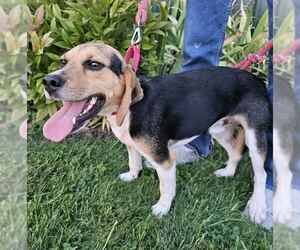 Beagle Dogs for adoption in Batavia, NY, USA