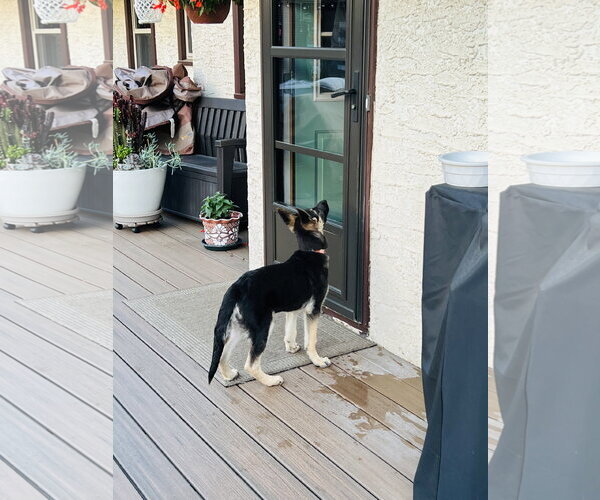Medium Photo #2 German Shepherd Dog Puppy For Sale in Roseville, MN, USA