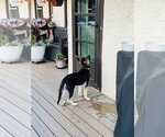 Small #1 German Shepherd Dog