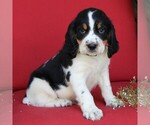 Small Photo #1 English Springer Spaniel Puppy For Sale in GORDONVILLE, PA, USA