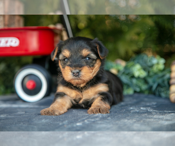 Medium Photo #16 Yorkshire Terrier Puppy For Sale in KIRKWOOD, PA, USA