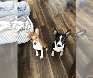 Basenji Puppy for sale in INDIO, CA, USA
