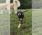 Small #2 Beagle-German Shepherd Dog Mix