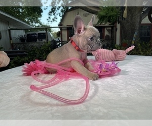 French Bulldog Puppy for Sale in CEDAR HILL, Texas USA