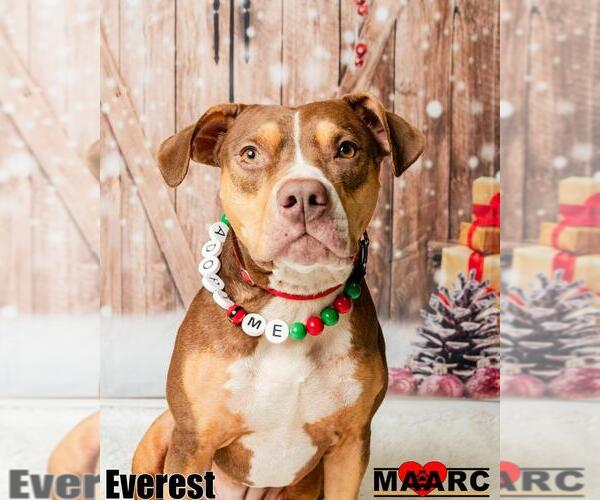 Medium Photo #7 Catahoula Leopard Dog-Unknown Mix Puppy For Sale in Maryville, TN, USA