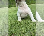 Small #2 American Bully