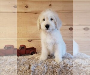 Goldendoodle Puppy for sale in SALEM, MO, USA